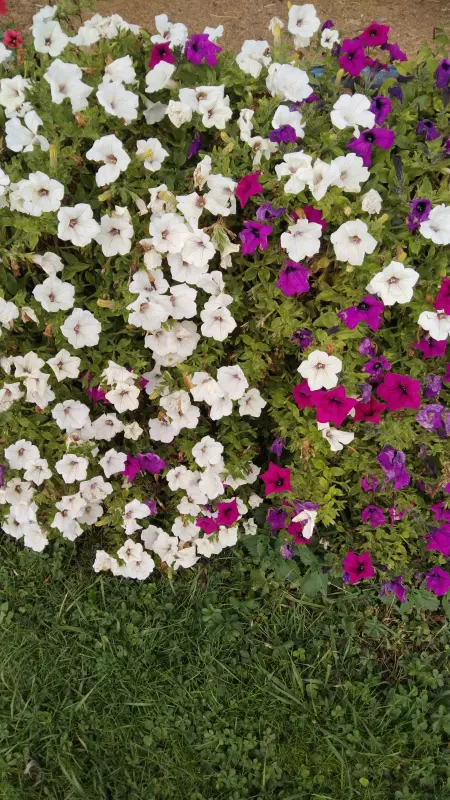 Tapтaлeтки & Ко