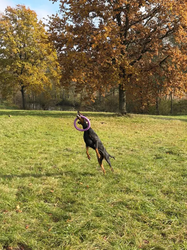 Tapтaлeтки & Ко