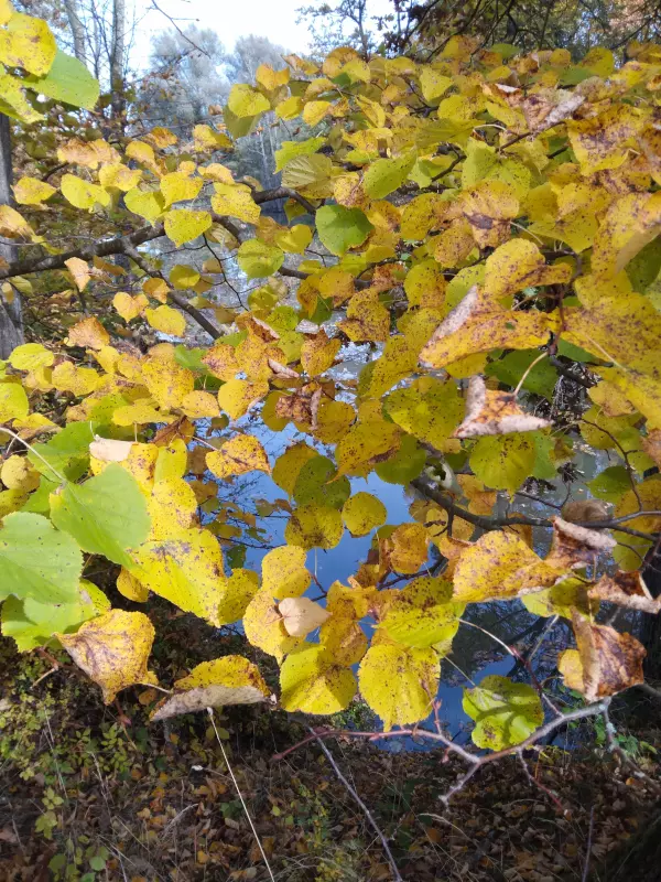 Tapтaлeтки & Ко