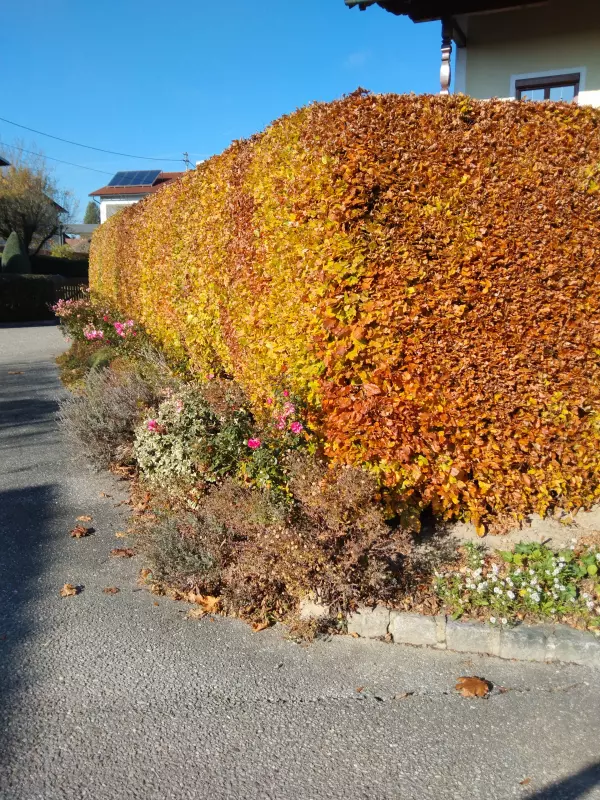 Tapтaлeтки & Ко