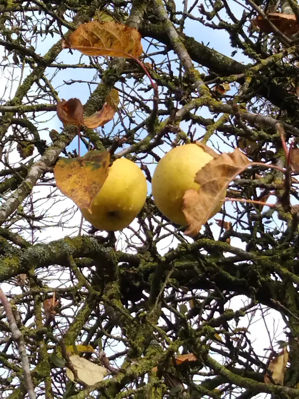 Tapтaлeтки & Ко