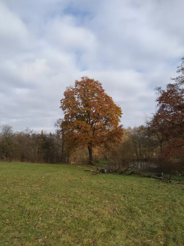 Tapтaлeтки & Ко