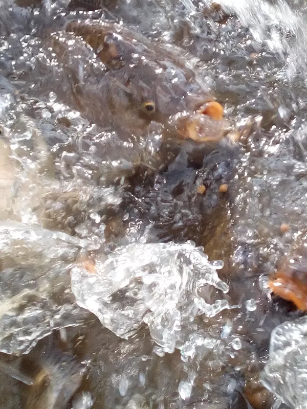 Tapтaлeтки & Ко