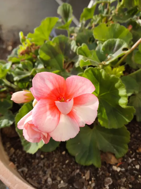 Tapтaлeтки & Ко