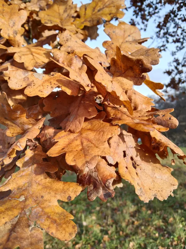 Tapтaлeтки & Ко