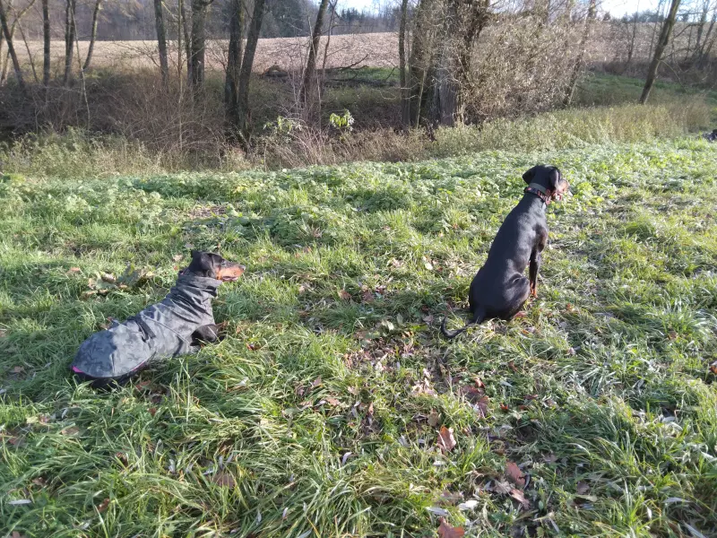 Tapтaлeтки & Ко