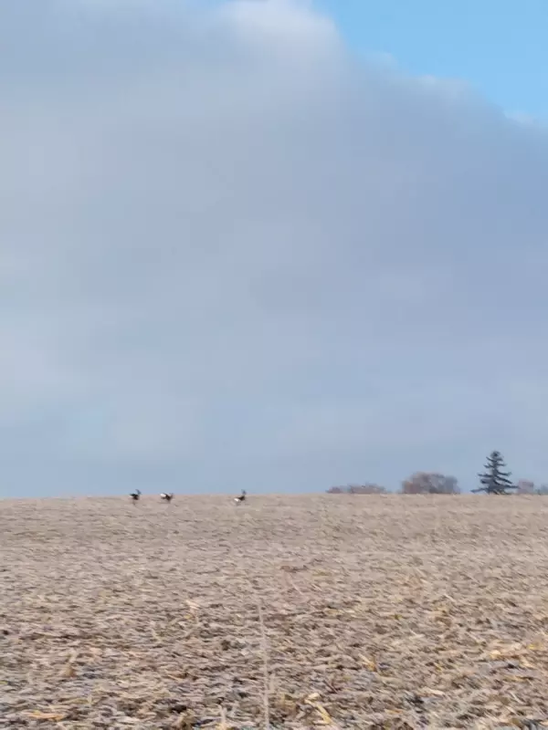 Tapтaлeтки & Ко