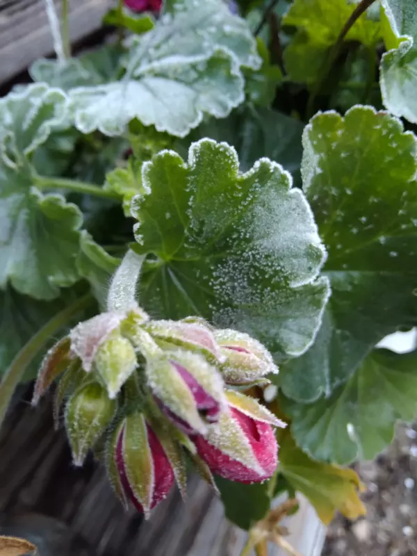 Tapтaлeтки & Ко