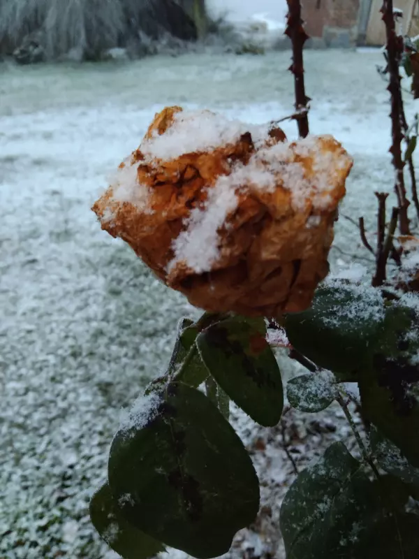 Tapтaлeтки & Ко