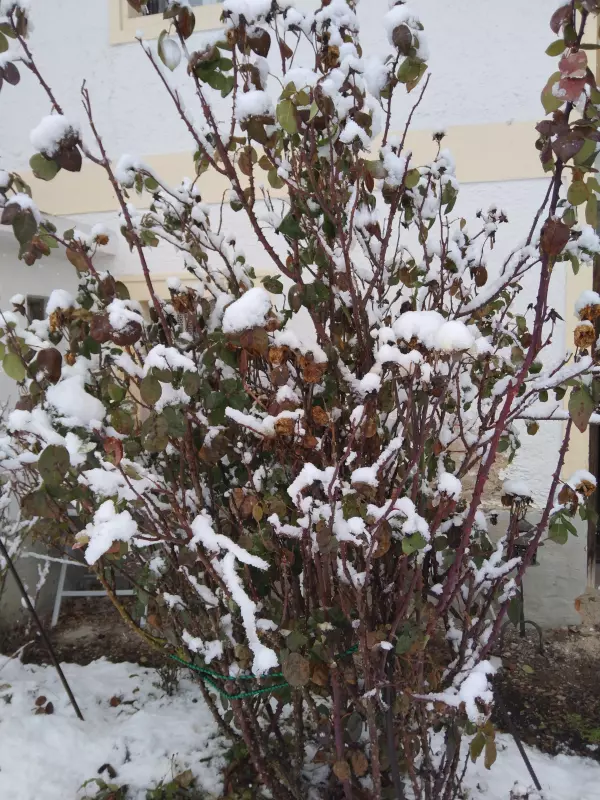 Tapтaлeтки & Ко