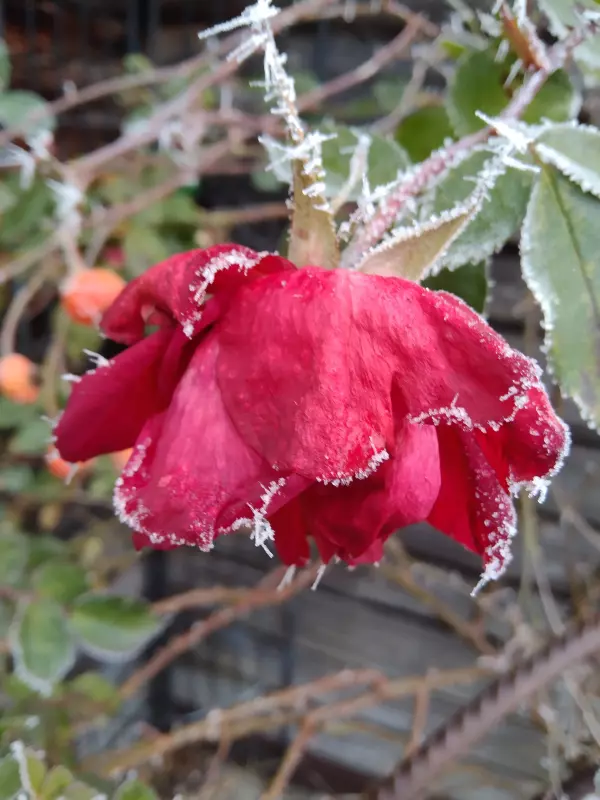 Tapтaлeтки & Ко