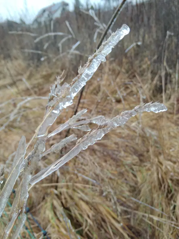 Tapтaлeтки & Ко