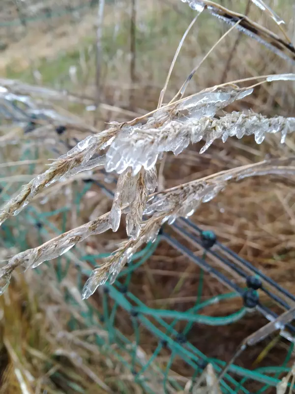 Tapтaлeтки & Ко