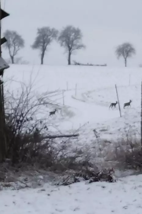 Tapтaлeтки & Ко