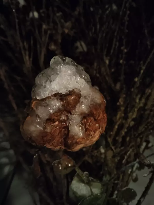 Tapтaлeтки & Ко