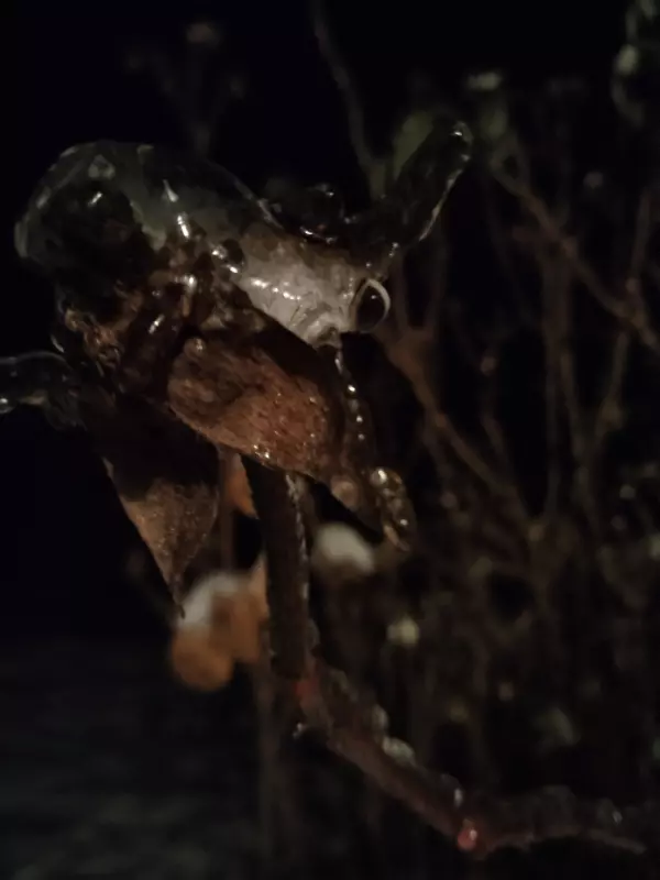 Tapтaлeтки & Ко