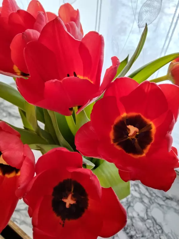 Tapтaлeтки & Ко