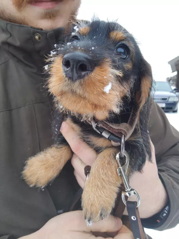 Tapтaлeтки & Ко