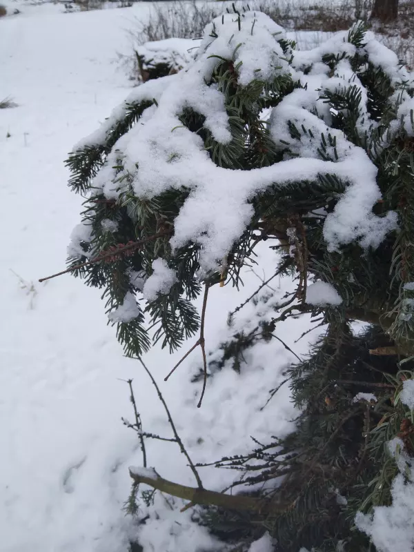 Tapтaлeтки & Ко