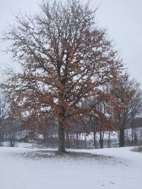 Tapтaлeтки & Ко