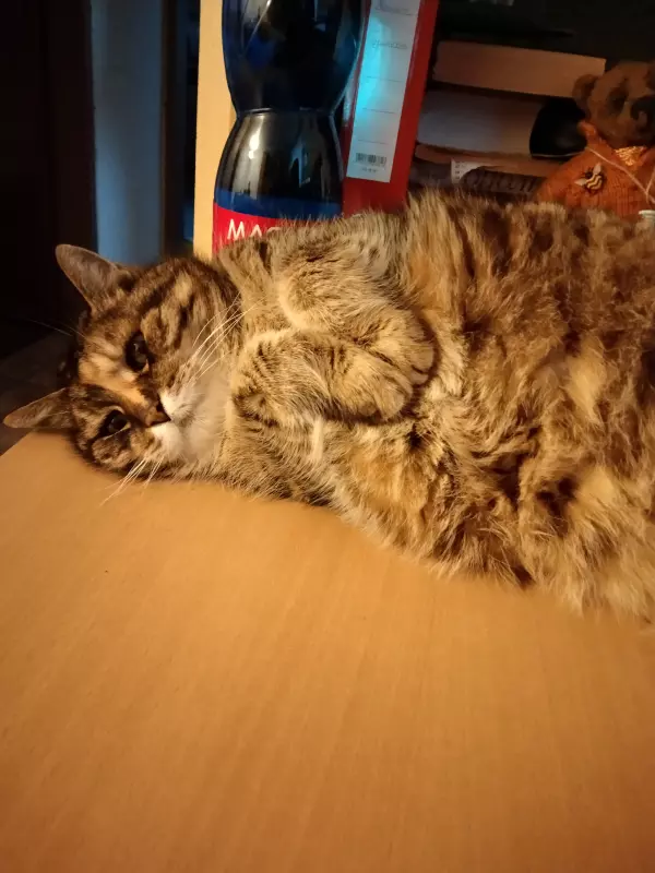 Tapтaлeтки & Ко