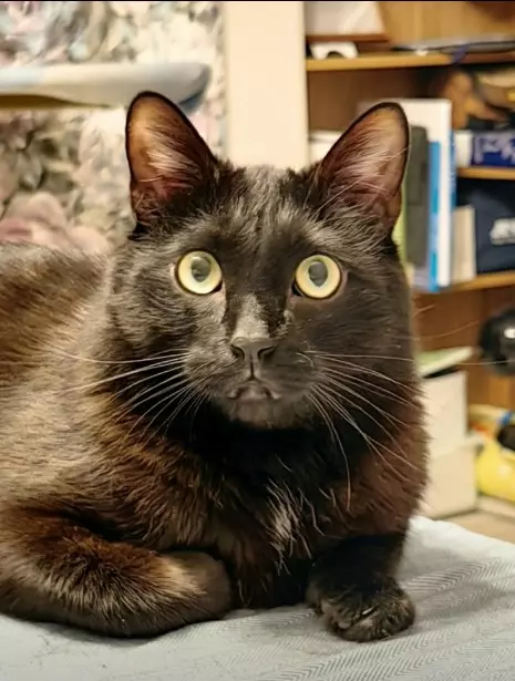 Tapтaлeтки & Ко