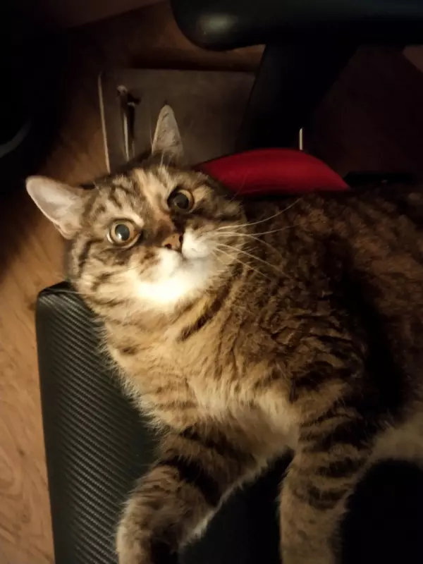 Tapтaлeтки & Ко