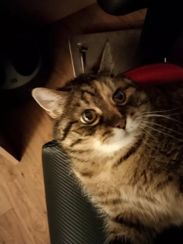 Tapтaлeтки & Ко