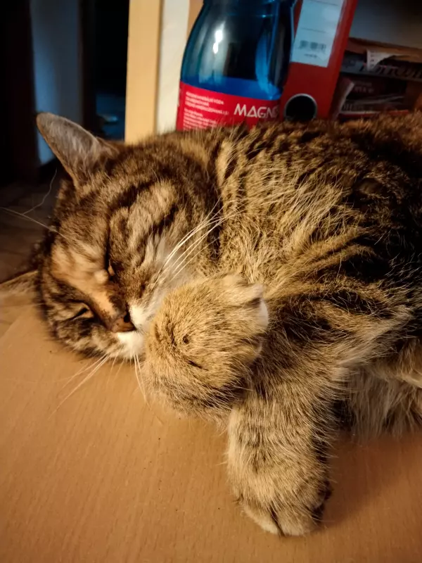 Tapтaлeтки & Ко