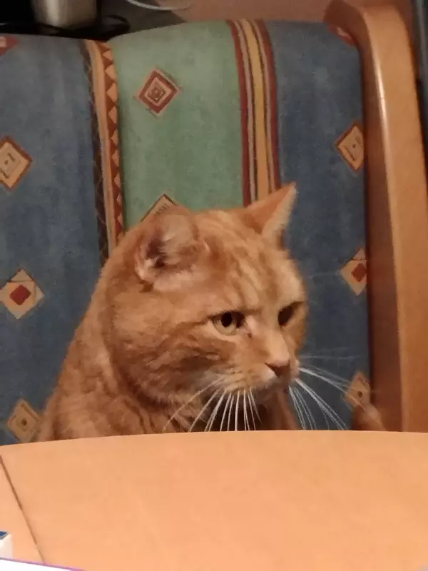 Tapтaлeтки & Ко