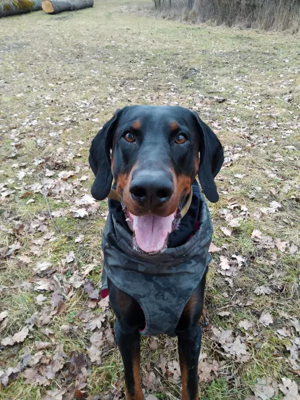 Tapтaлeтки & Ко