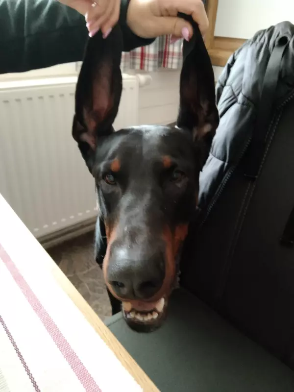 Tapтaлeтки & Ко