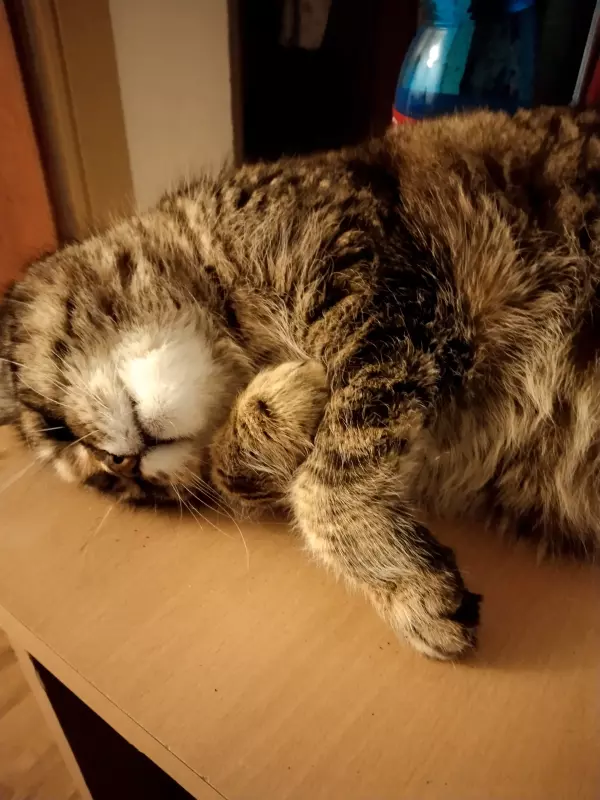 Tapтaлeтки & Ко