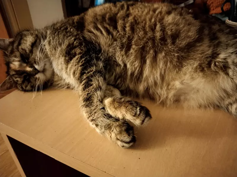 Tapтaлeтки & Ко