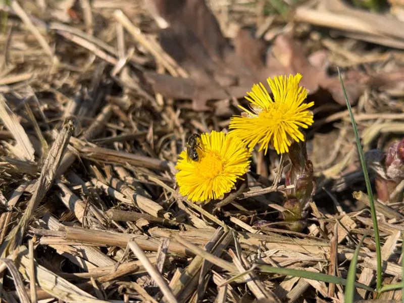 Tapтaлeтки & Ко