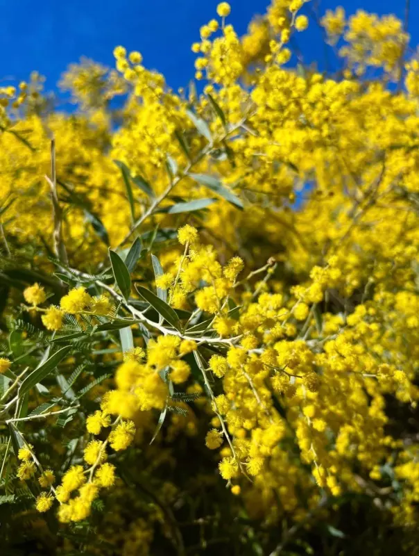 Tapтaлeтки & Ко