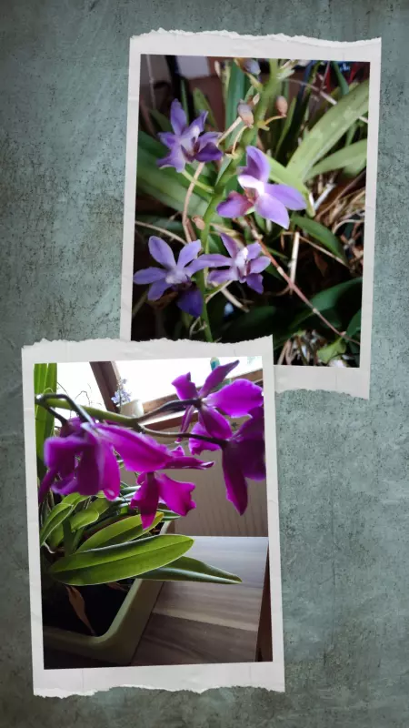 Tapтaлeтки & Ко