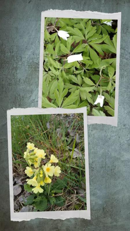 Tapтaлeтки & Ко