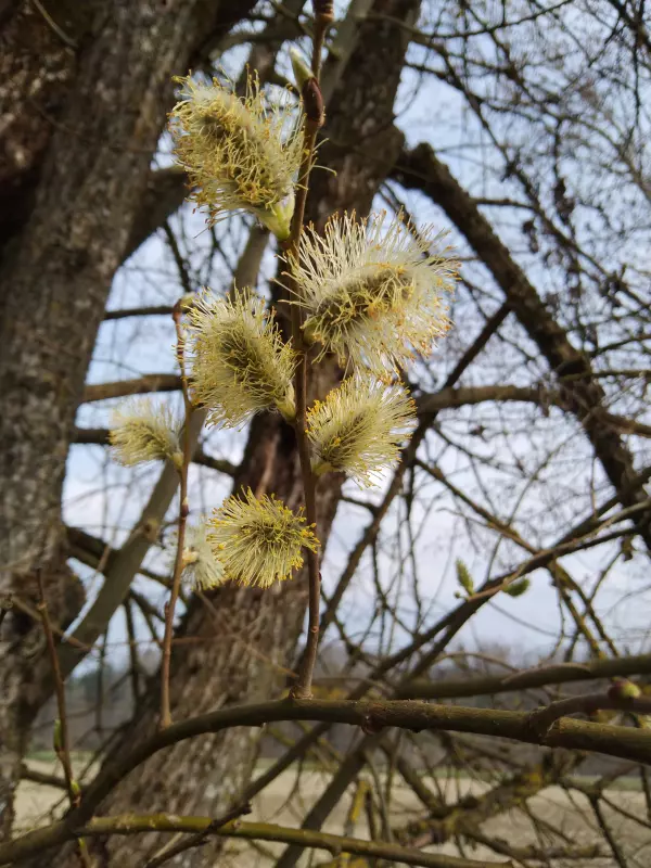 Tapтaлeтки & Ко