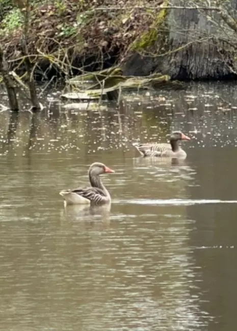 Tapтaлeтки & Ко