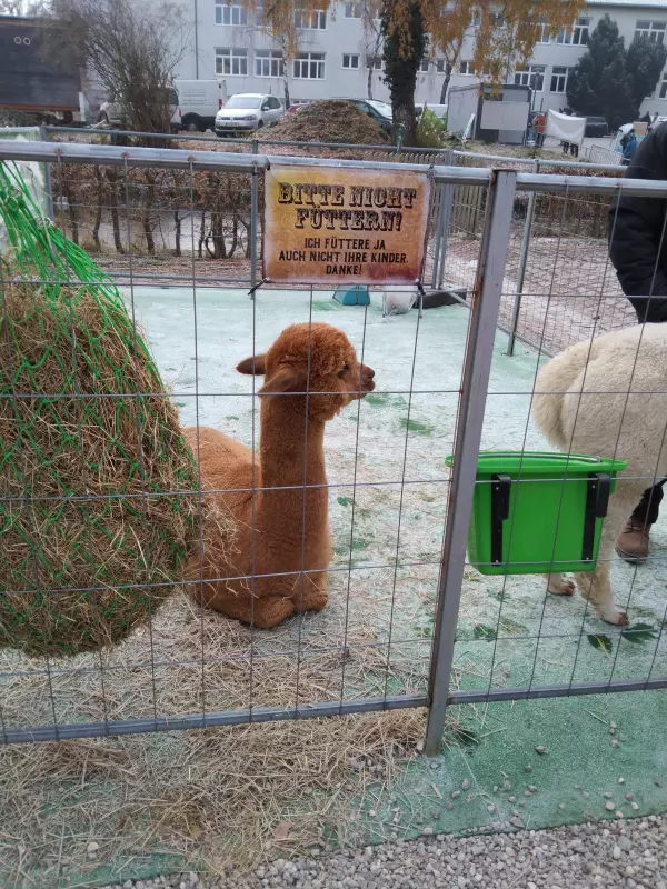 Мое австрийское житие