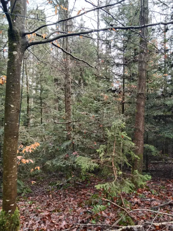 Мое австрийское житие