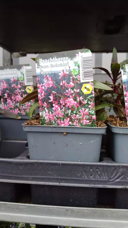 Мое австрийское житие