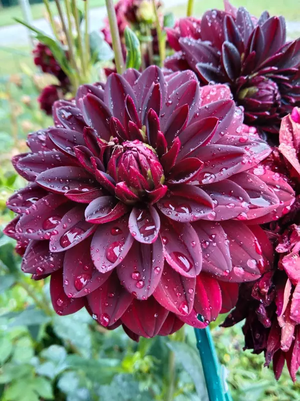 Чайная беседка