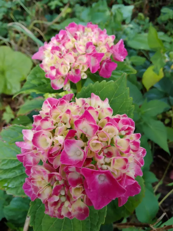 Чайная беседка