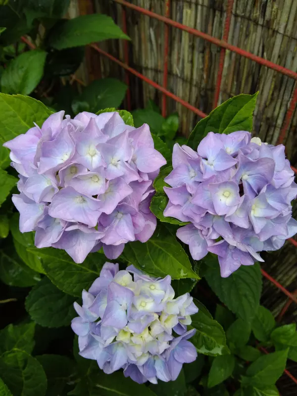 Чайная беседка