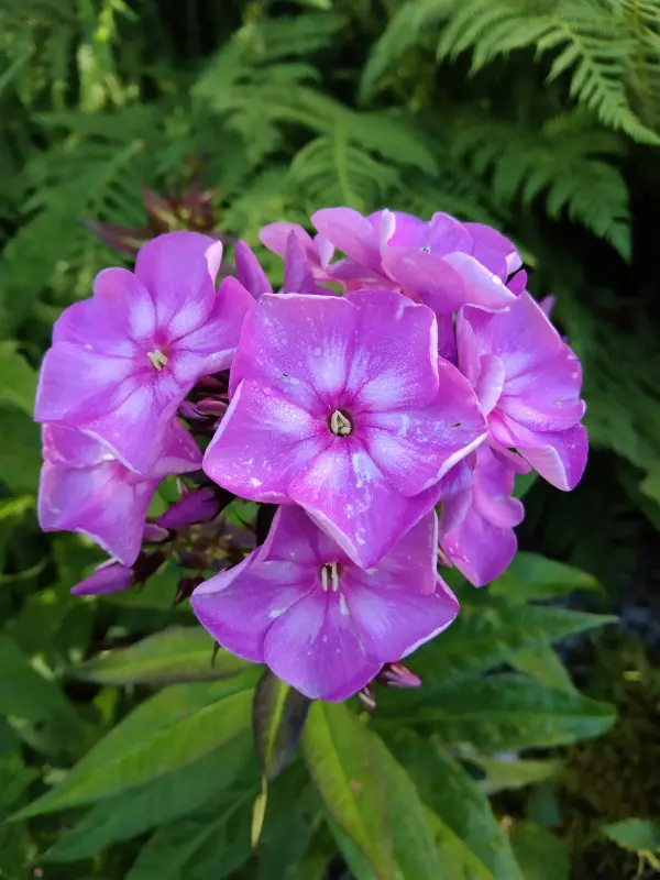 Чайная беседка