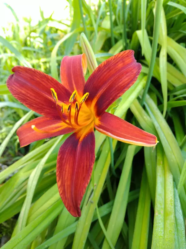 Чайная беседка