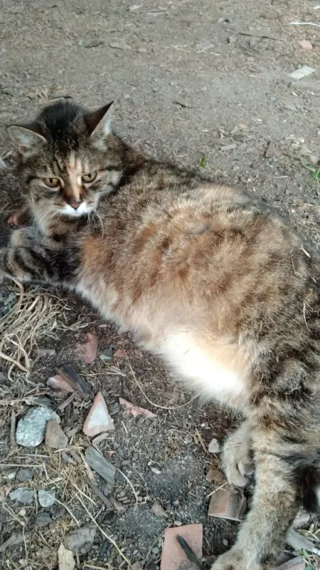 Чайная беседка