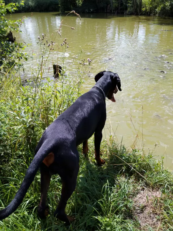 Чайная беседка